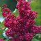 Сирень обыкновенная 'Красная Москва' / Syringa vulgaris 'Krasnaja Moskva'